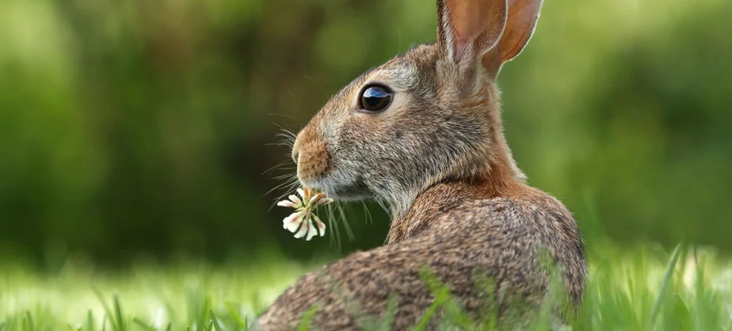 Programas de Manejo de Fauna en México